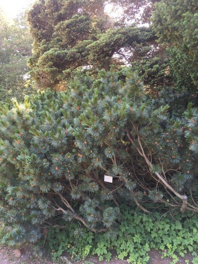 Zwergkiefer wächst kriechend über felsen, dichtes grünes laub, niedrige wuchsform