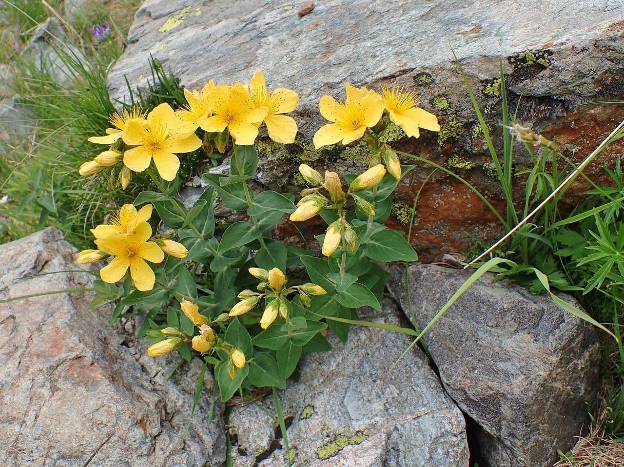 Hypericum richeri mountain blooms