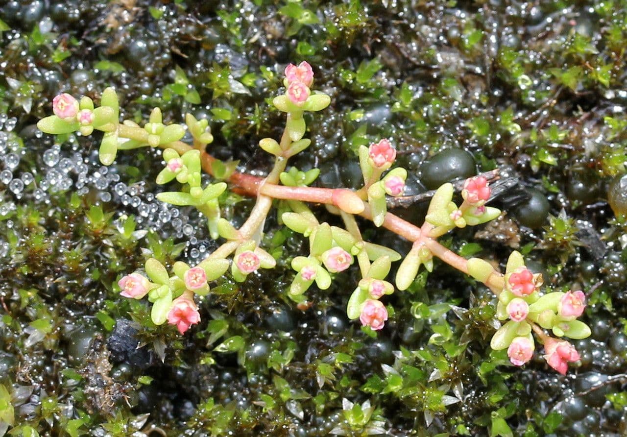 Crassula vaillantii with pink flowers and green foliage