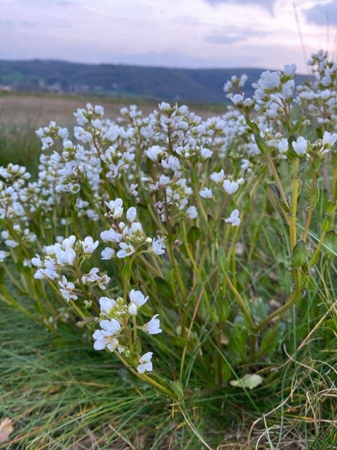 Fleurs blanches du cochleaire d'Angleterre