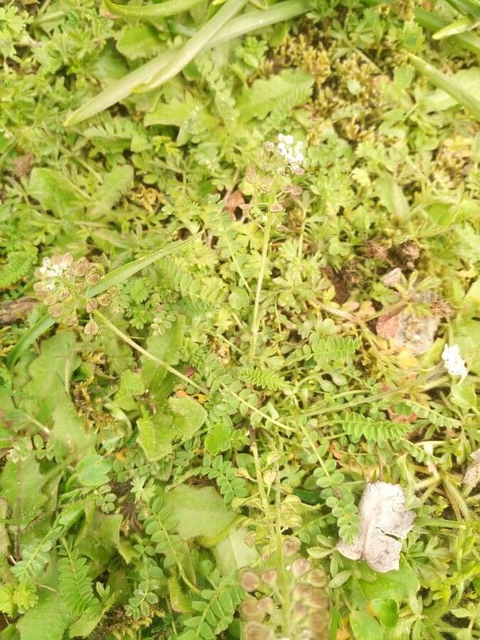 Teesdalia nudicaulis bloemen
