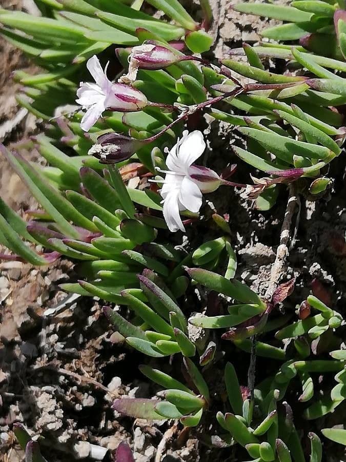 Gypsophila repens alpine gypsophila with delicate white flowers and trailing growth habit