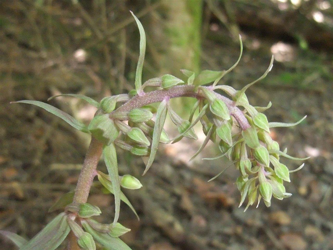 Épipactis pourpre en fleur en lisière de bois humide