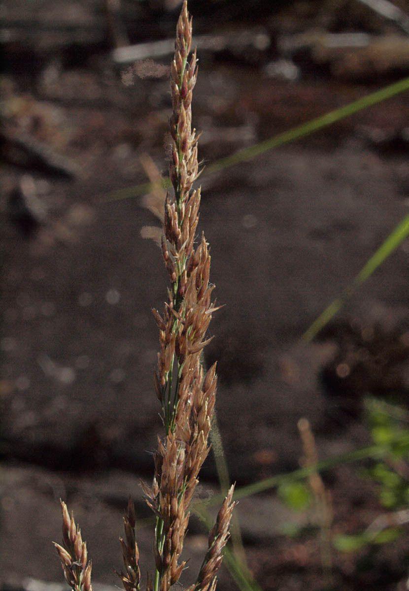 Stijf struisriet (Calamagrostis stricta) in volle groei op een zonnige plek in een natuurtuin