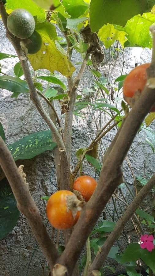 Cocona plant displaying distinctive red fruits and green foliage in tropical setting