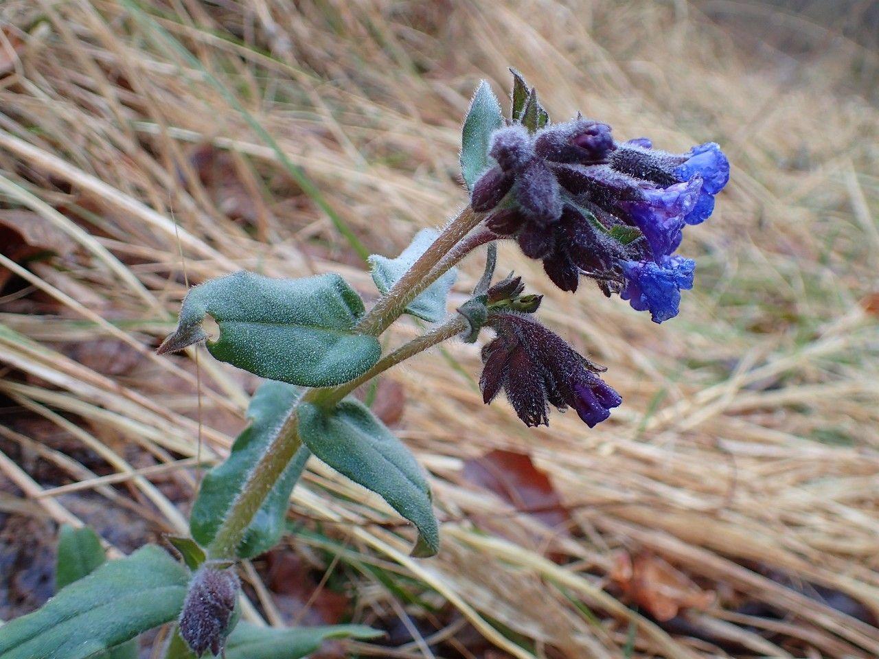Pulmonaire des montagnes en fleur sous un feuillage clairsemé, entourée de fougères et d'hellébores