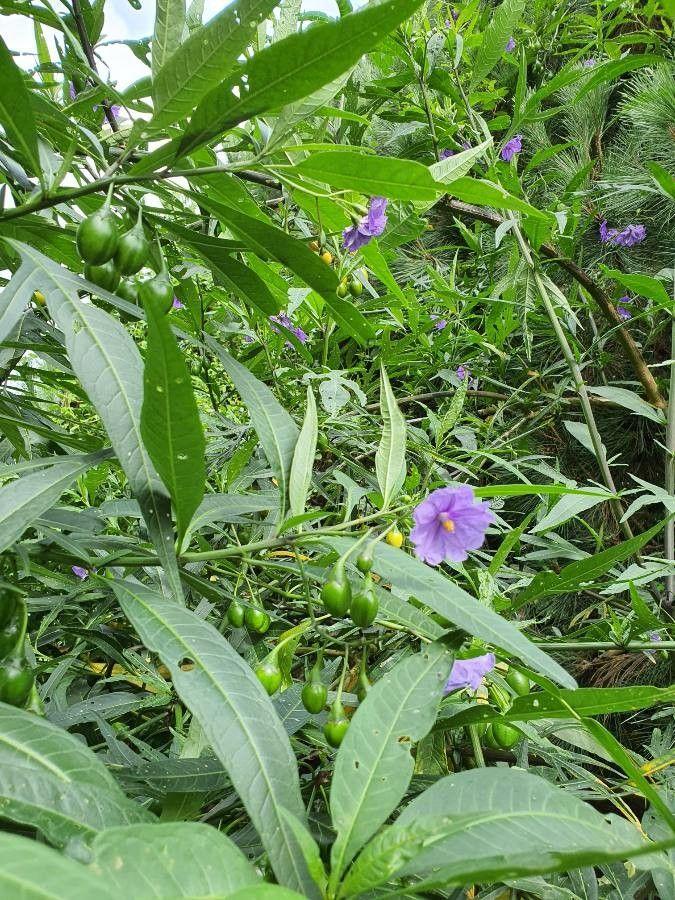 Solanum laciniatum Pflanze mit violetten Beeren und tief eingeschnittenen grünen Blättern