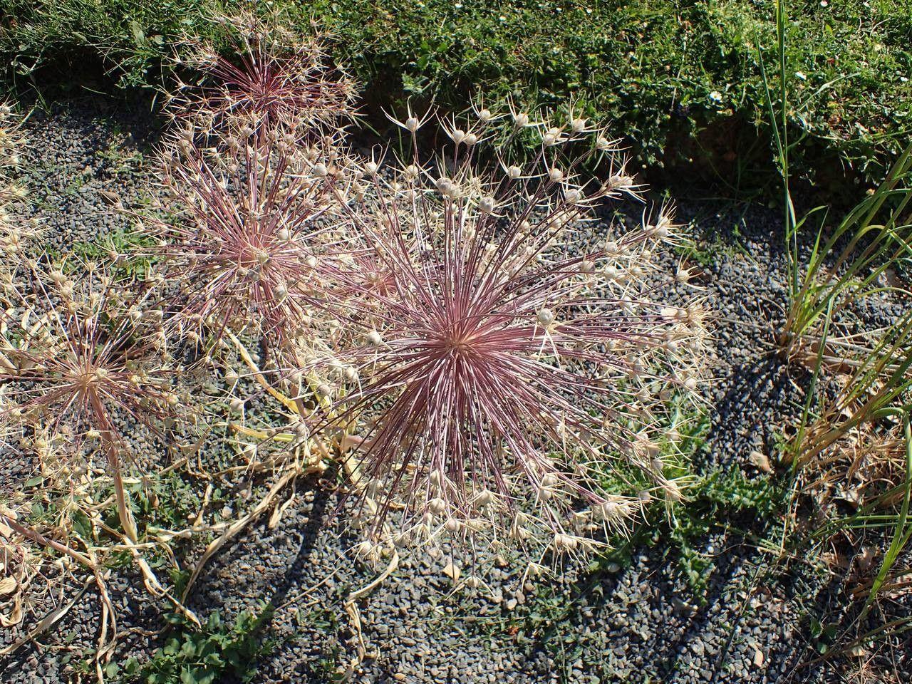 Large, star-shaped flower of Allium cristophii in full bloom on a sunny summer day