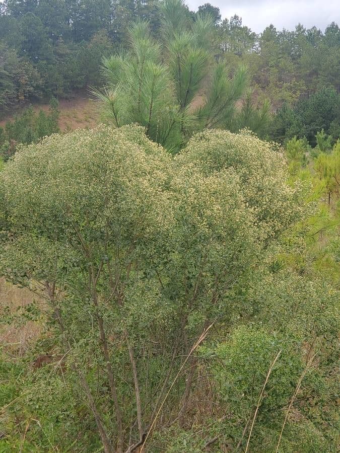 Coyote brush (Baccharis pilularis) growing as a dense groundcover on a sunny slope