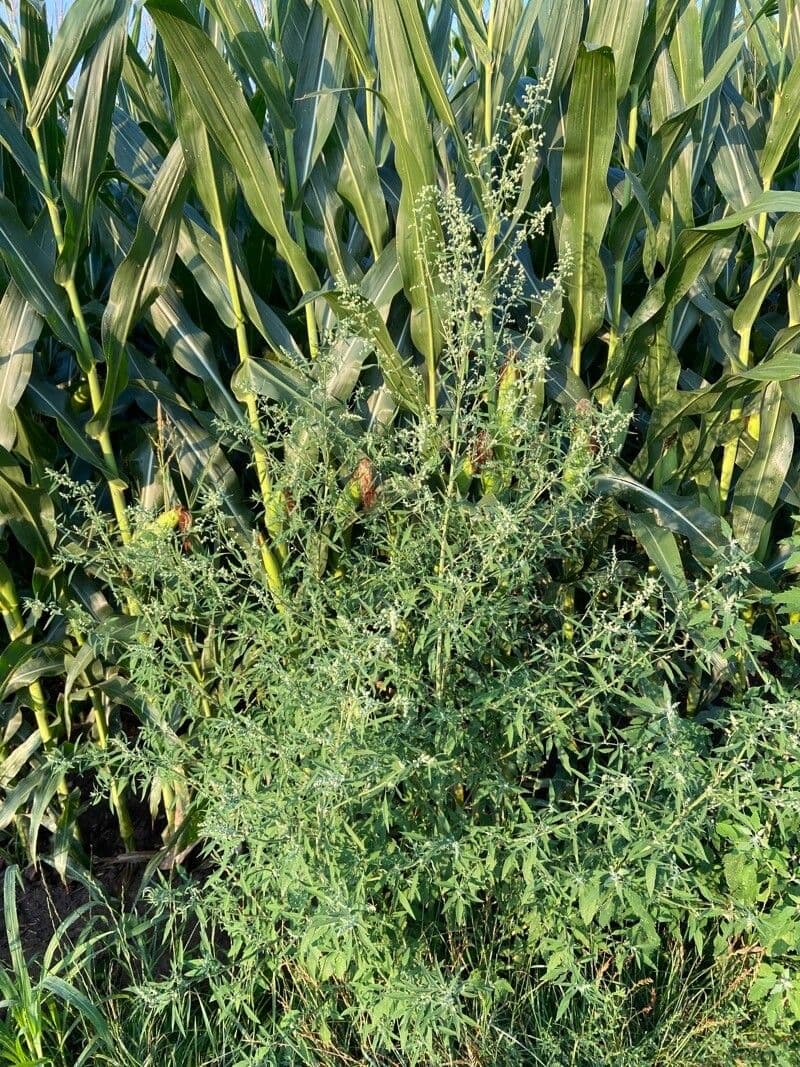 Atriplex oblongifolia met langwerpige grijsgroene bladeren