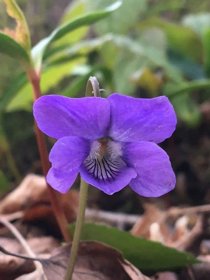 Wood violet displaying purple flowers with pale spur on darker stems