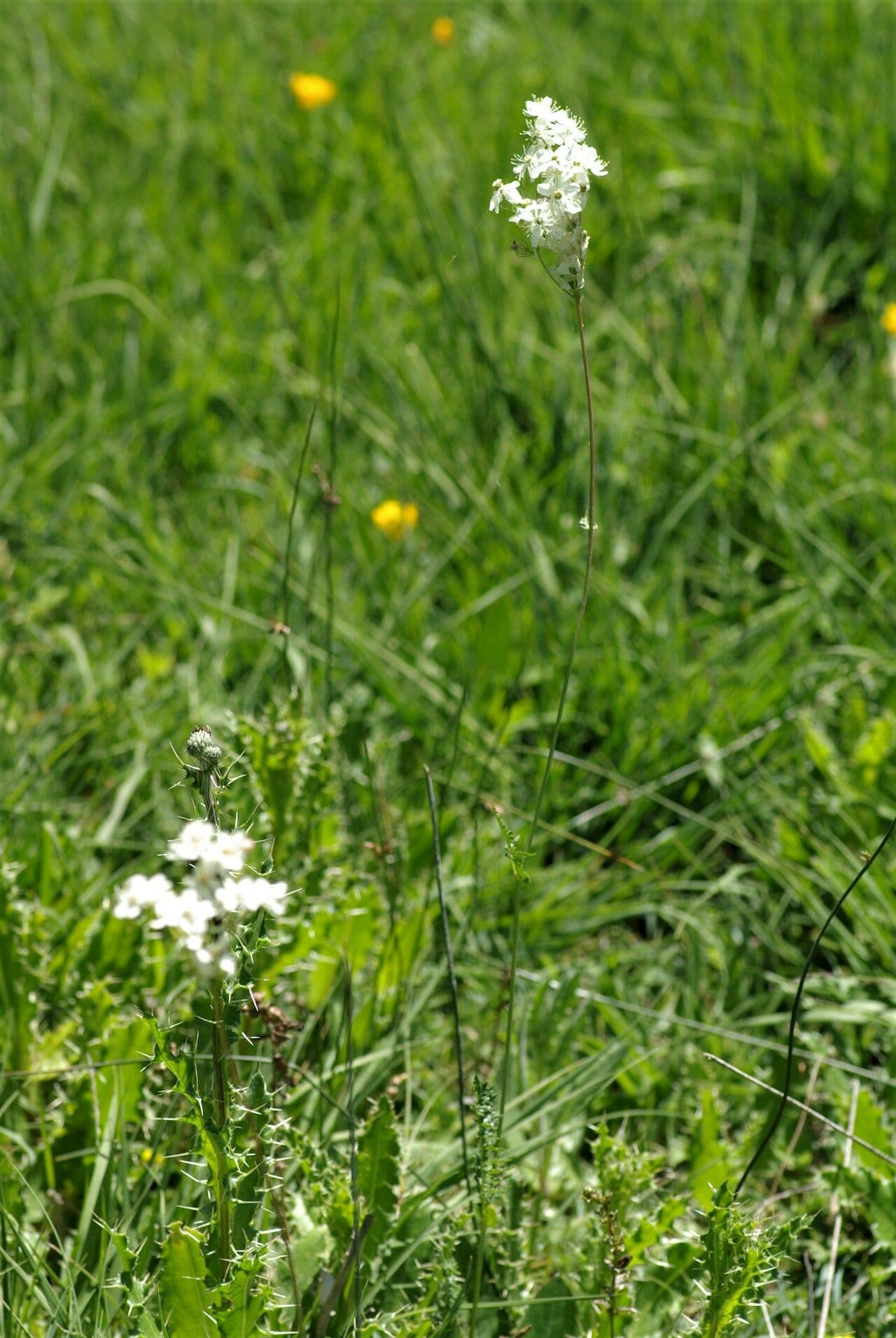 Dropwort with pink flower plumes