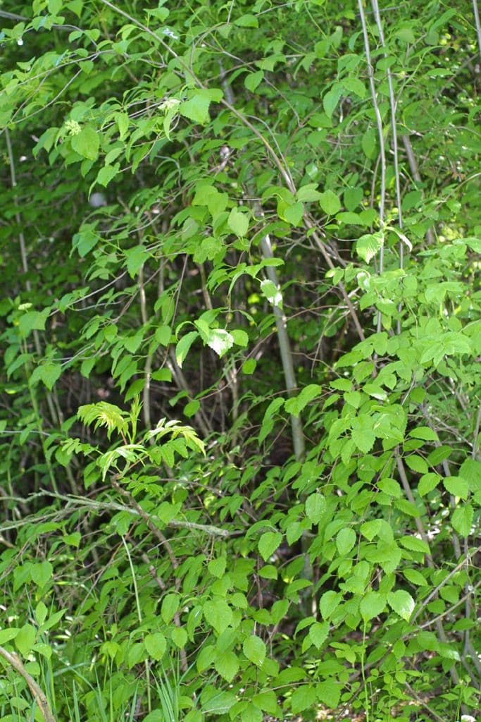 Northern arrow-wood with white flower clusters