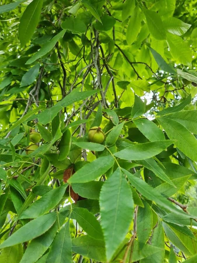 Carya cordiformis leaves and bark in autumn