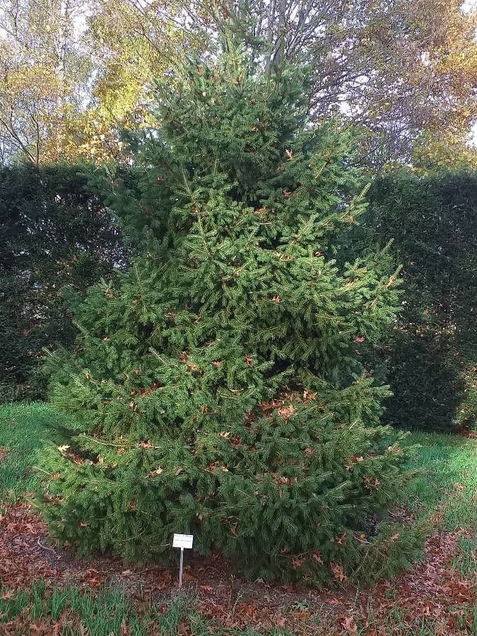 Sapin asiatique aux aiguilles denses et branchage elegant
