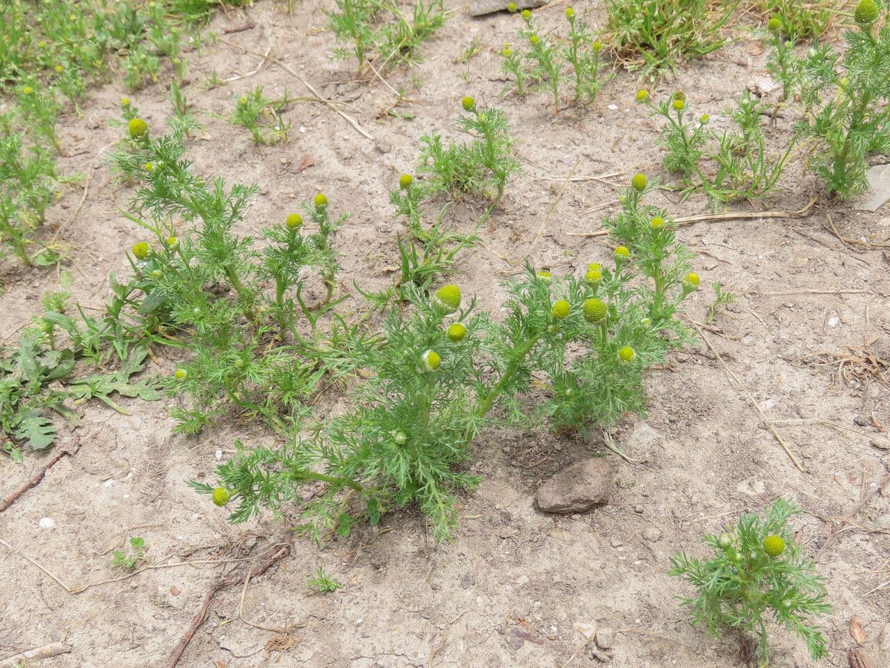 Blüten der strahlenlosen Kamille in voller Blüte