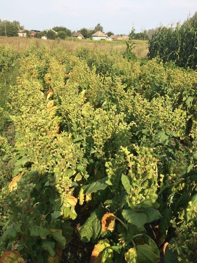 Bluten von Nicotiana rustica mit charakteristischer gruner Struktur