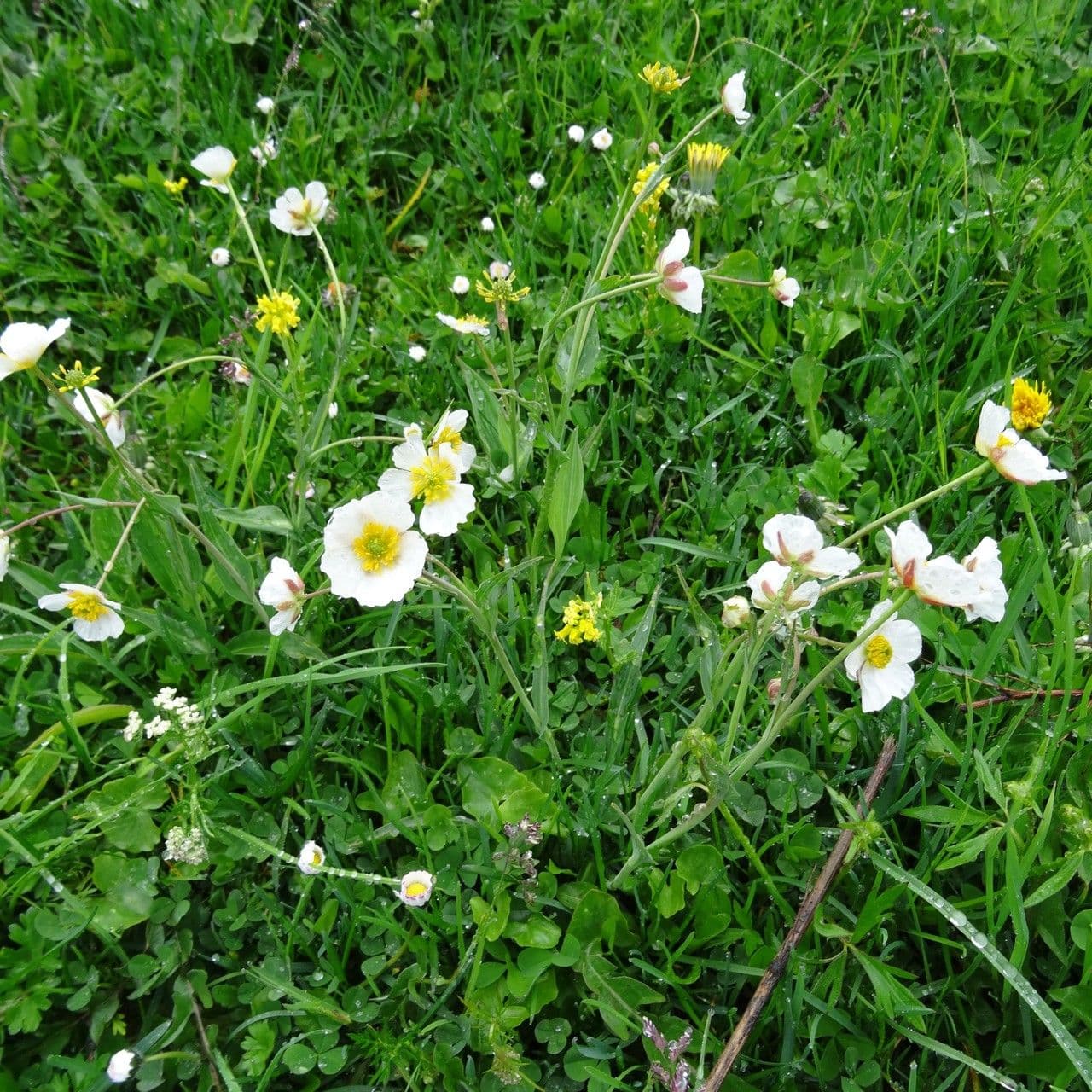 Fleurs blanches de Ranunculus amplexicaulis en montagne