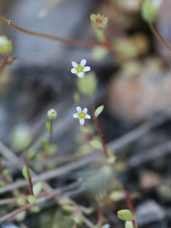 Rue-leaf saxifrage blooming in extremes rocky crevices