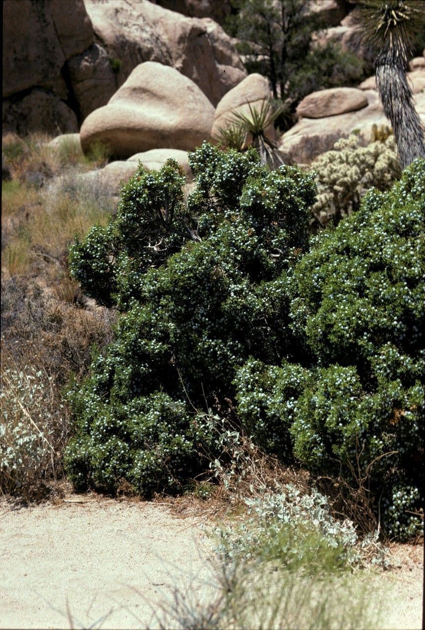 Juniperus californica California juniper with characteristic blue fruits in arid landscape