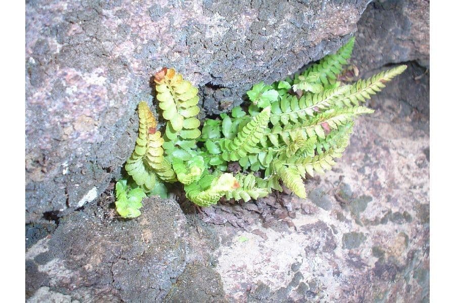 Mountain hollyfern met glanzende fronde's tegen rotsachtig terrein