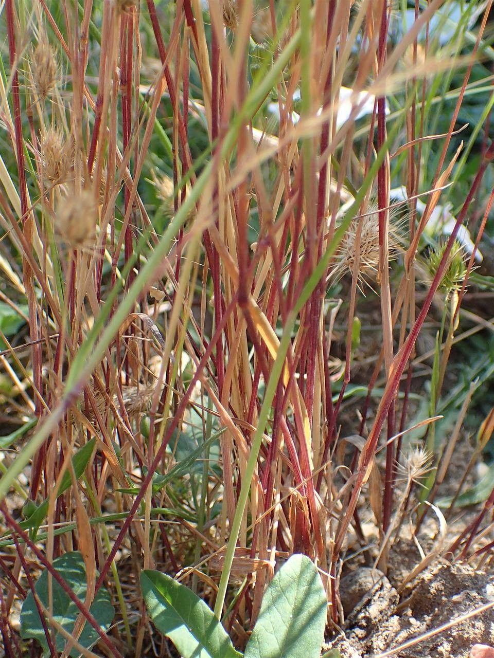 Close-up of Rough dog's-tail flower spikes in full bloom on a dry, sunny meadow