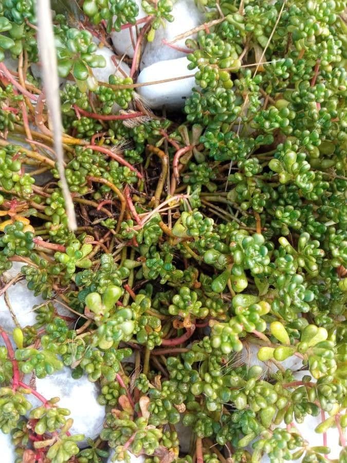 Sedum oreganum mit roten Blättern und Blüten