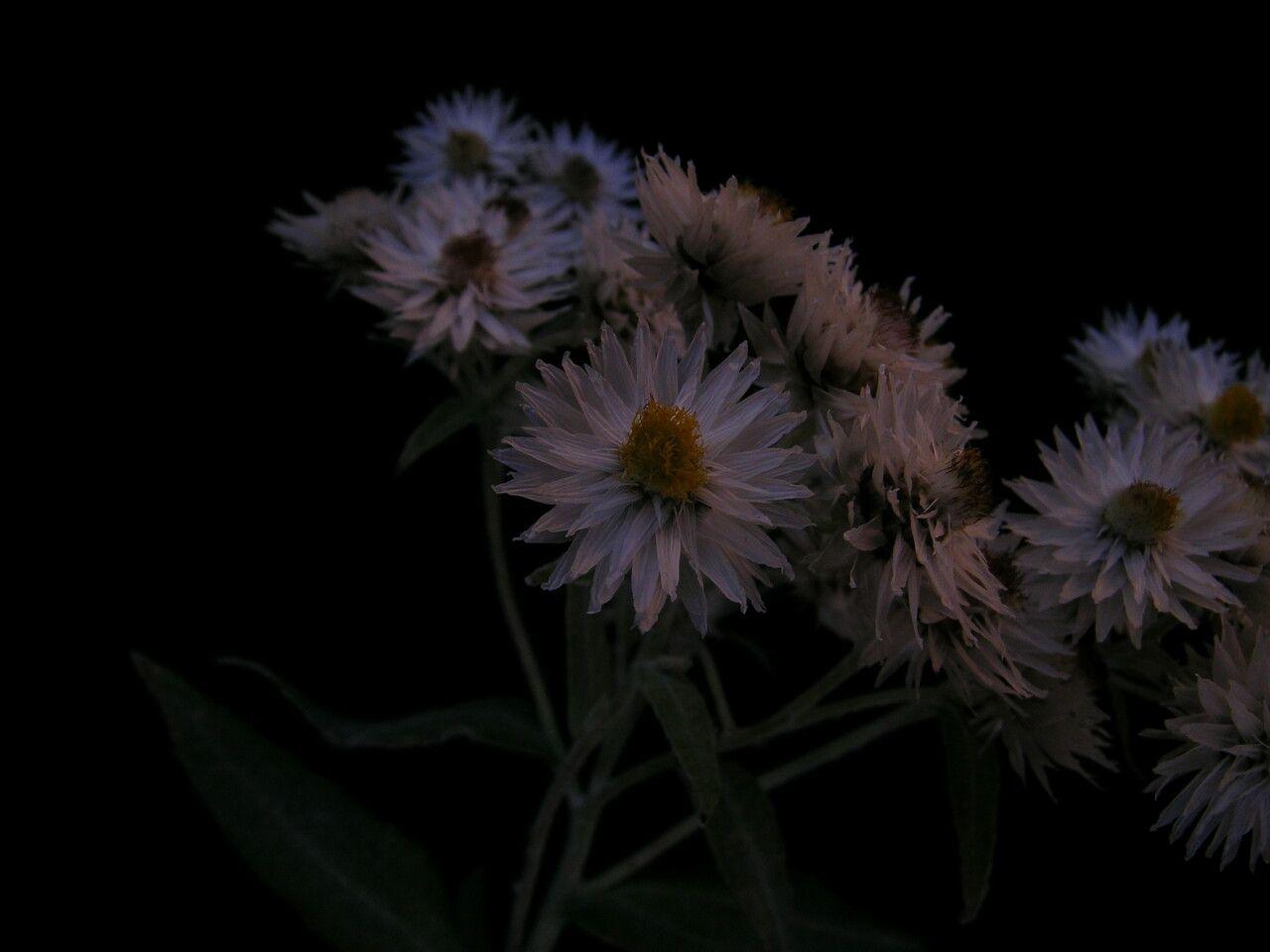 Immortelle blanche en pleine floraison dans un jardin ensoleillé, inflorescences blanches argentées