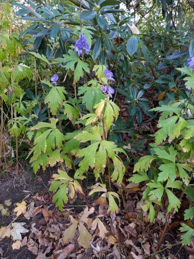 Fleurs bleues panachees d'aconit panaché (Aconitum variegatum)