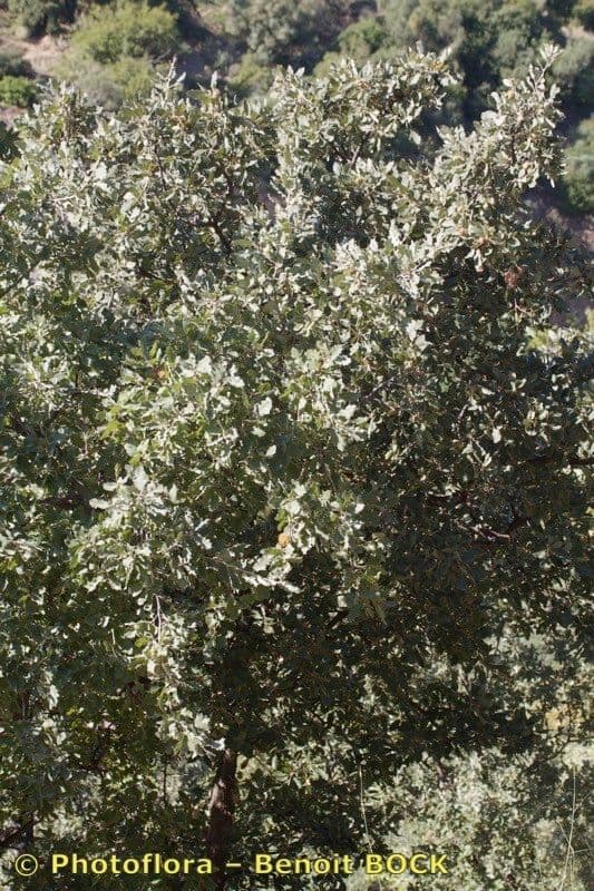 Chene de Valonie avec feuilles et glands caracteristiques