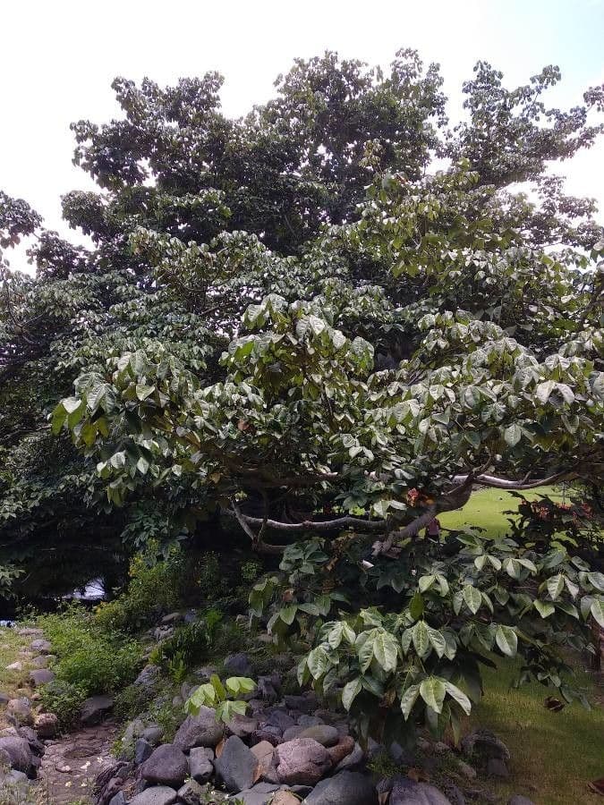 Sterculia apetala Panama-Stinkbaum Baum Blute