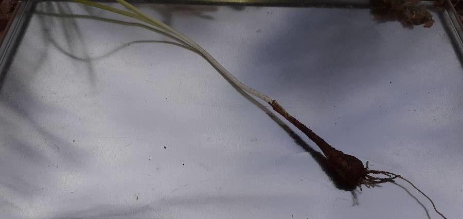 Rangs d'échalotes en pleine croissance dans un potager ensoleillé, avec des hampes fleuries violet pâle