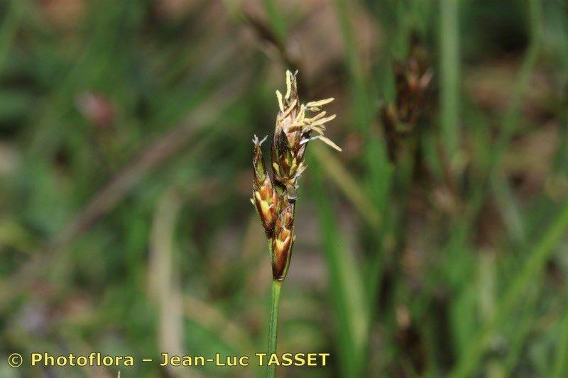 Naturnahe Pflanzung mit Früh-Segge im Frühjahr, dichte Horste mit frischgrünen Blättern und aufrechten, bräunlichen Blütenähren.