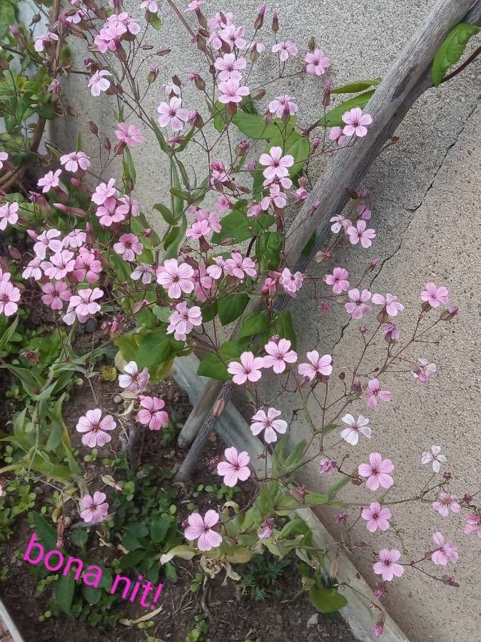 Rosafarbene Blüten von Gypsophila vaccaria in voller Blüte