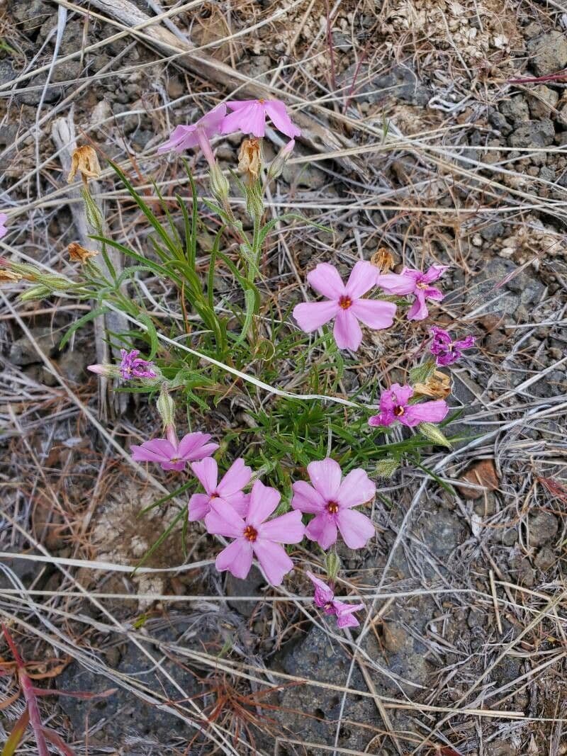 Phlox aculeata avec des fleurs violettes-roses en grappes denses