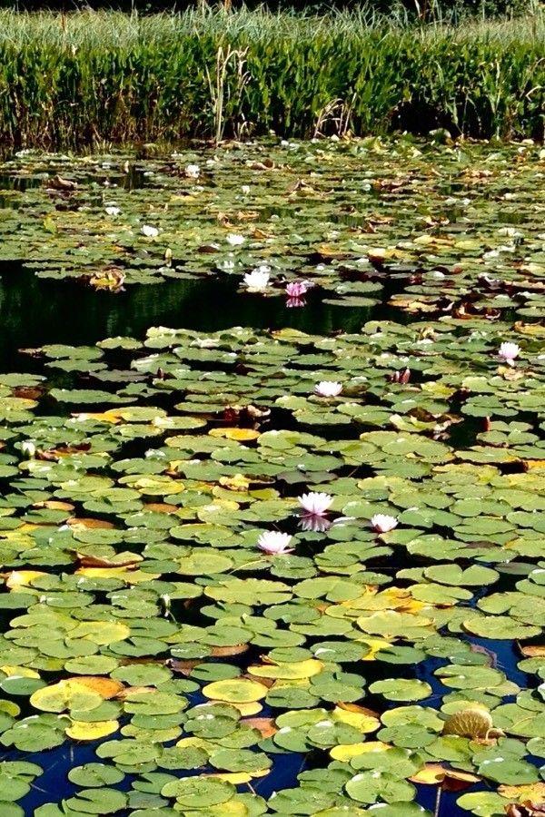 Weiße Blüten der weißen Seerose auf ruhigem Teichwasser mit grünen Seerosenblättern