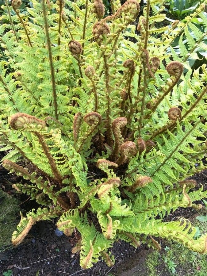 Dryopteris fragrans with delicate fronds and fragrant foliage