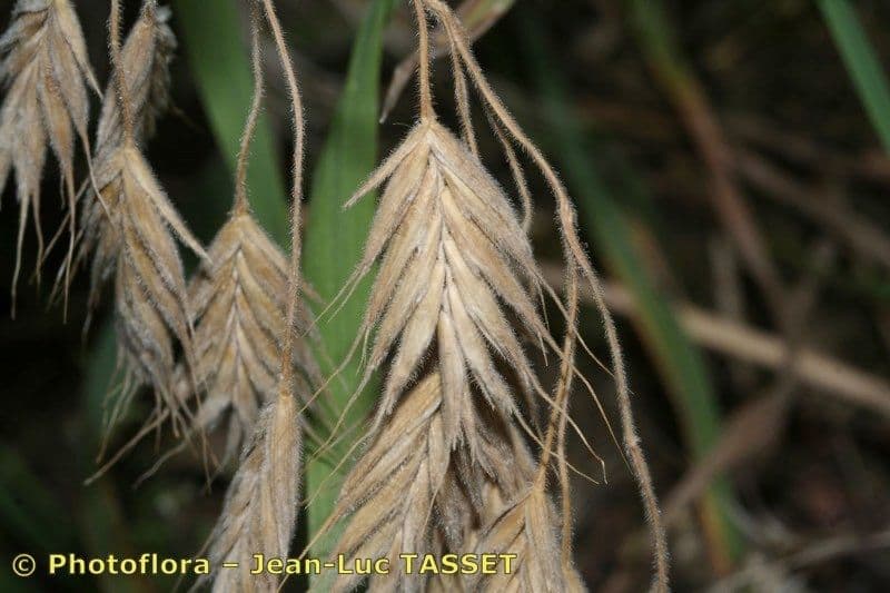 Épis retombants frappants de Bromus grossus