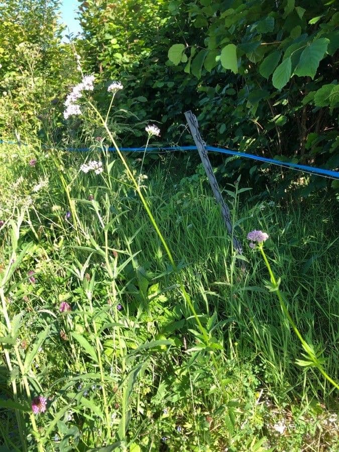 Marsh valerian with pink flowers in wet area