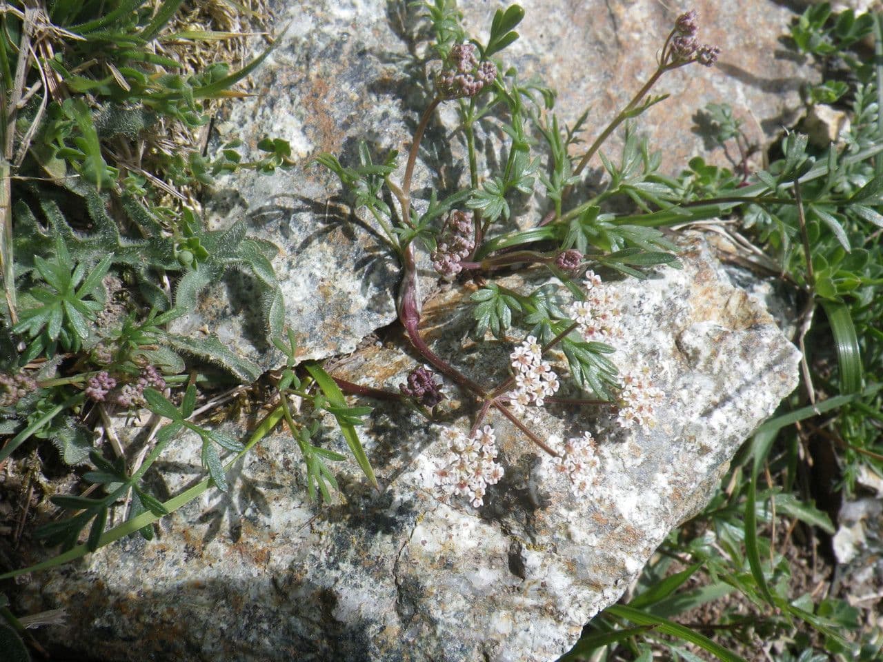 Bunium alpinum mit weissen Doldenbluten auf einem sonnigen alpinen Felsstandort