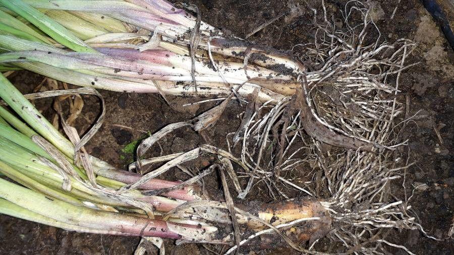 Cluster of upright, hollow green stems with round white flower heads of Welsh onion in full bloom
