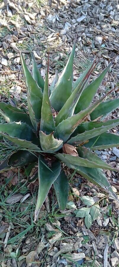 Pulque agave with characteristic blue-gray leaves