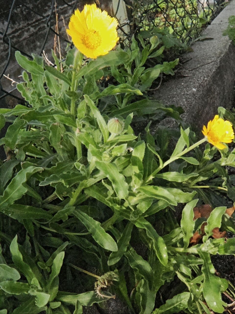 Acker-Ringelblume mit gelben Blüten