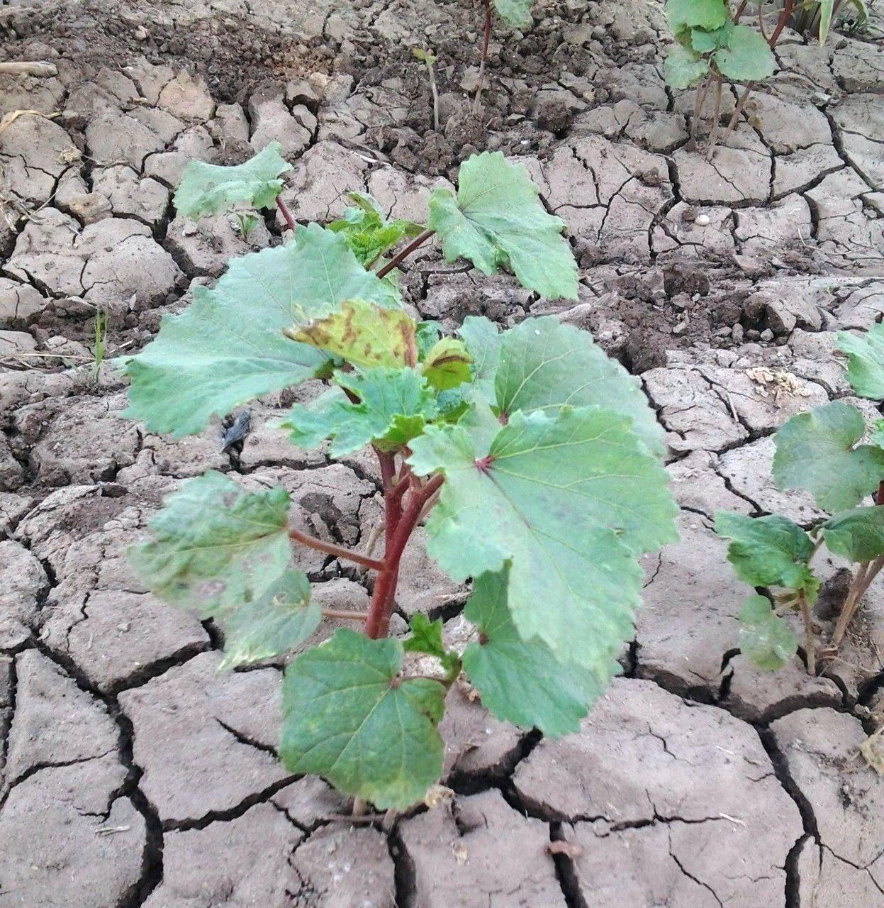 Grüne Okraschoten hängen an einer Pflanze in der Sonne
