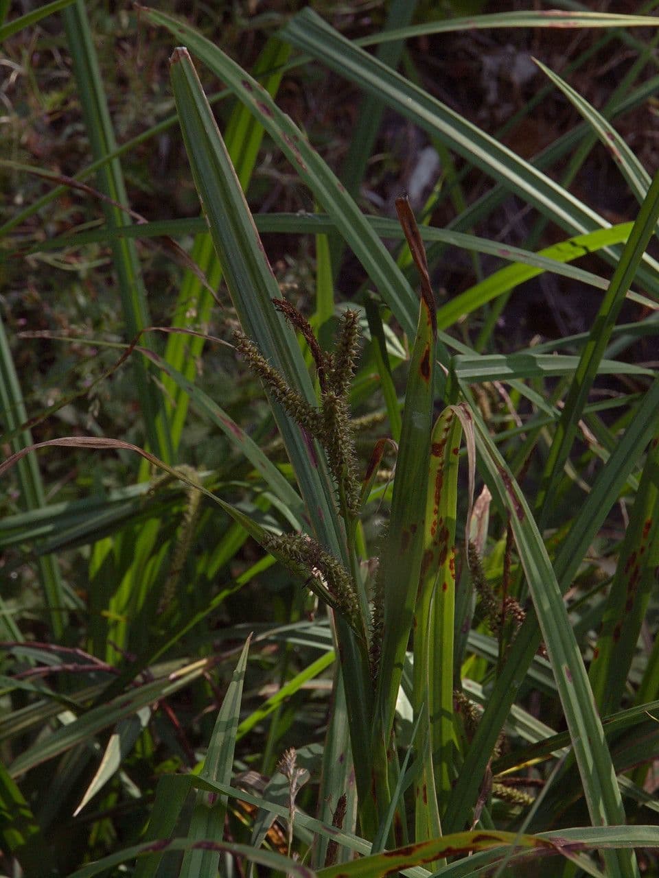 Carex amplifolia groepering met grote, glanzende bladeren langs waterrand