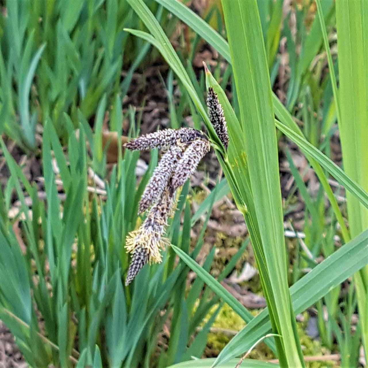 Carex de Mertens (Carex mertensii) aux lames foliaires vert fin