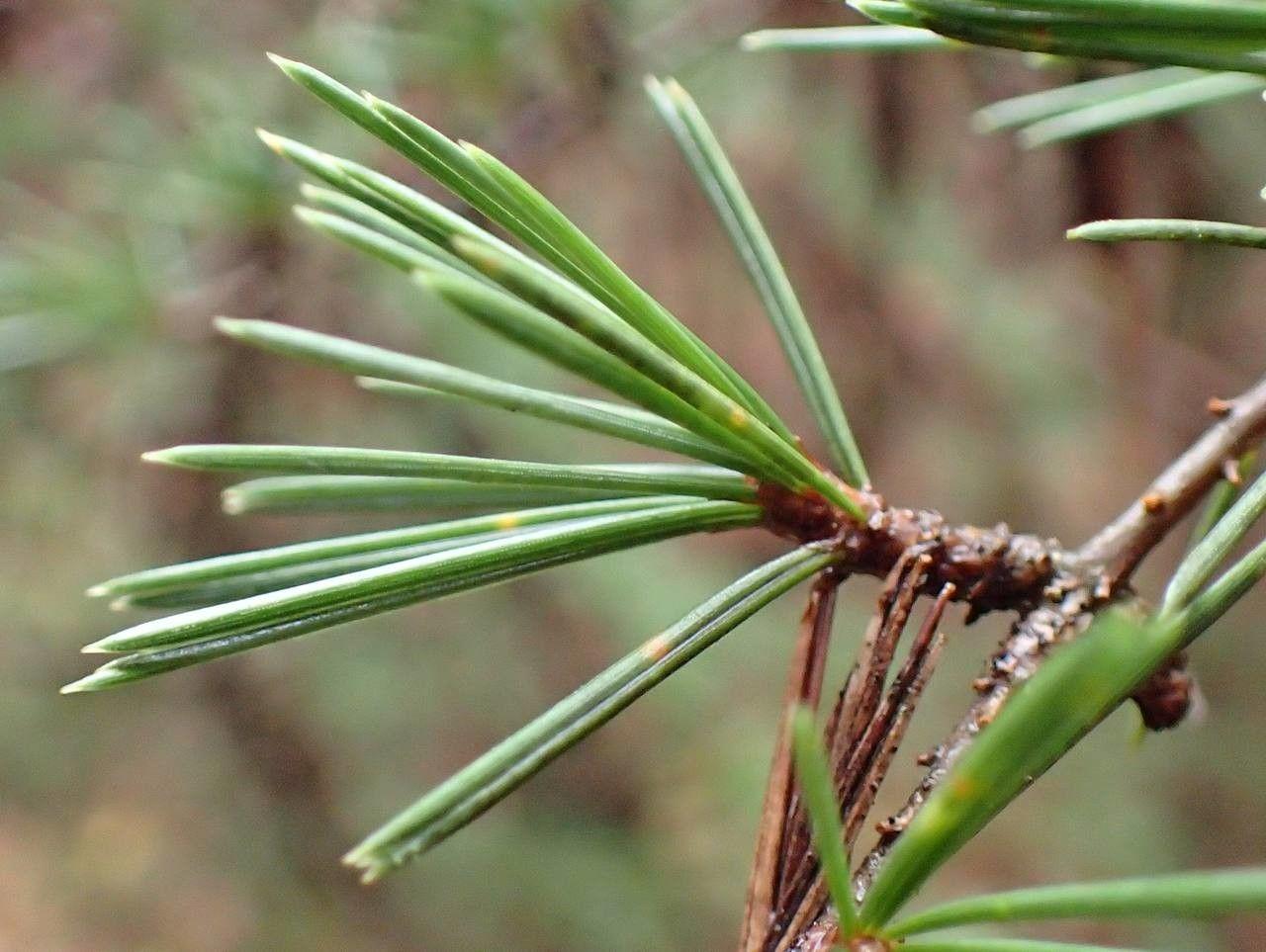 Cèdre de l'Atlas adulte avec un feuillage bleu-vert et une ramure étalée sous un ciel ensoleillé
