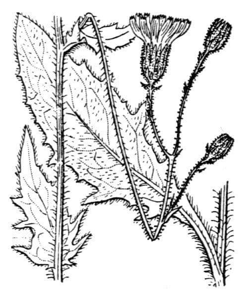 Hieracium rapunculoides showing yellow flower heads in a natural habitat