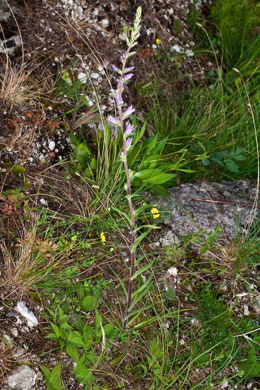 Blue flowers of Spiked bellflower on rocky alpine slopes