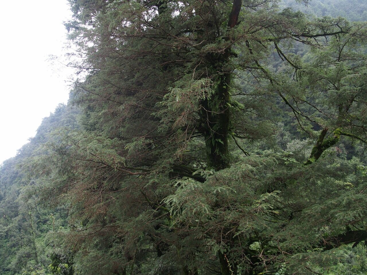 Tsuga dumosa conifere avec branches pendantes dans un paysage hivernal